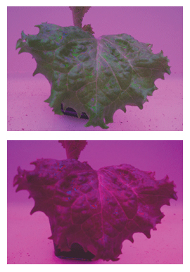 Identical lettuce plants under arrays of red